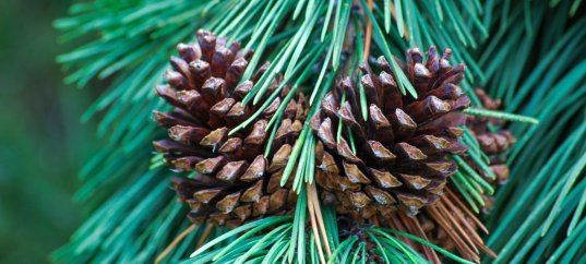 Тест по биологии: Общая характеристика голосеменных растений (5-6 класс)