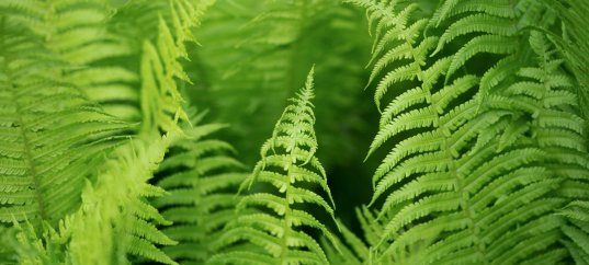 Тест по биологии: Характеристика высших споровых растений (7 класс)