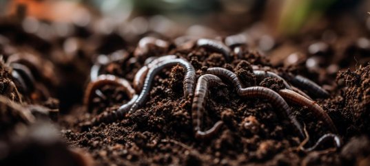 Тест по биологии: Почва как среда обитания (8 класс)