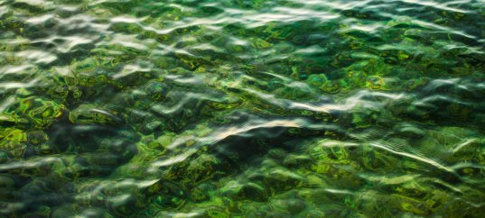 Тест по биологии: Зелёные водоросли (5-6 класс)