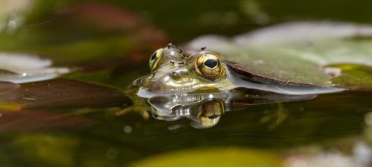 Тест по окружающему миру: Жизнь в пресных водах (4 класс)