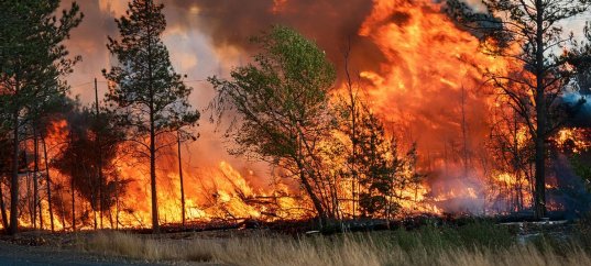 Тест по ОБЖ: Лесной пожар (7 класс)