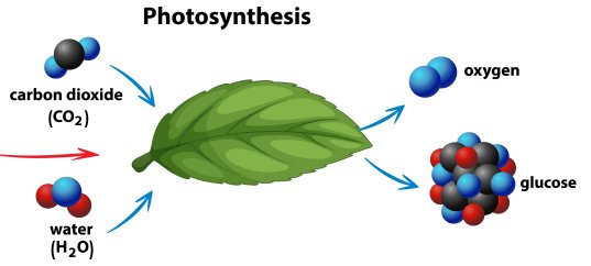 Тест по биологии: Роль фотосинтеза в природе и жизни человека (5-6 класс)