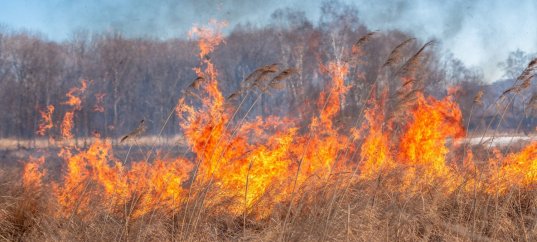 Тест по ОБЖ: Степные, тростниковые, лесные и торфяные пожары (7 класс)