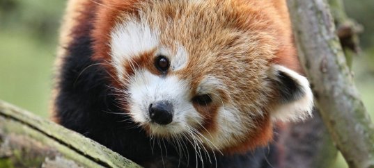 Тест по биологии: Основные особенности животных (8 класс)