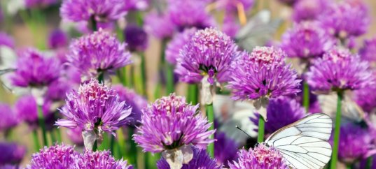 Тест по биологии: Общая характеристика покрытосеменных (цветковых растений) (5-6 класс)