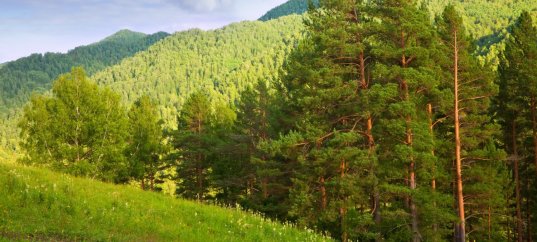 Тест по биологии: Тайга (5 класс)