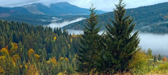 Тест по окружающему миру: Леса России (4 класс)