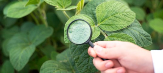 Тест по биологии: Характерные признаки растений (5-6 класс)