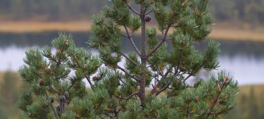 Тест по биологии: Жизненный цикл сосны (5-6 класс)