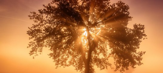 Тест по биологии: Свет — источник жизни (10 класс)