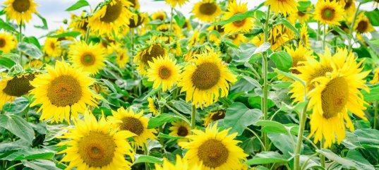 Тест по биологии: Строение и многообразие покрытосеменных растений (5-6 класс)