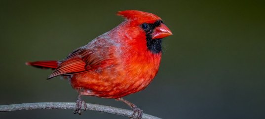 Тест по биологии: Общая характеристика птиц (8 класс)