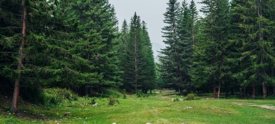 Тест по окружающему миру: Жизнь леса (4 класс)