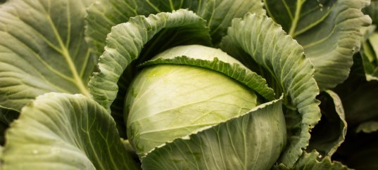 Тест по биологии: Культурные растения семейства крестоцветных (5-6 класс)