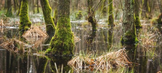 Тест по географии: Как образуются болота (5-6 класс)