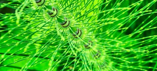 Тест по биологии: Хвощевидные (5-6 класс)