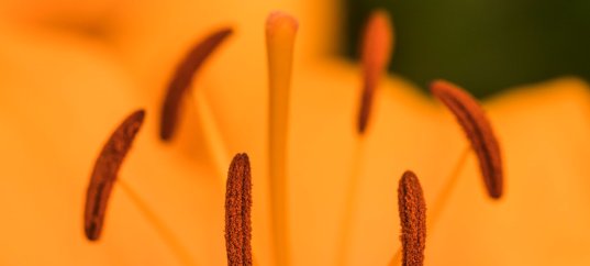 Тест по биологии: Размножение покрытосеменных растений (5-6 класс)