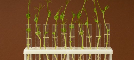 Тест по биологии: Передвижение веществ у растений (6 класс)
