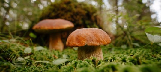 Тест по окружающему миру: В царстве грибов (3 класс)