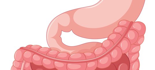 Тест по биологии: Пищеварение в желудке и кишечнике (9 класс)