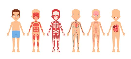 Тест по физкультуре: Основные внутренние органы (1-4 класс)