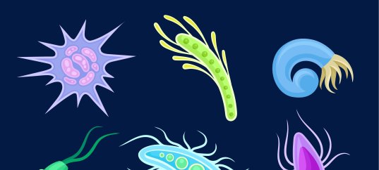 Тест по биологии: Корненожки (8 класс)