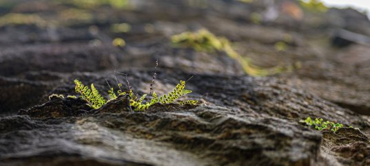 Тест по окружающему миру: Земная поверхность нашего края (4 класс)