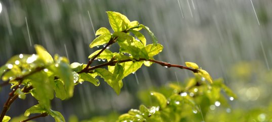 Тест по географии: Круговорот вещества и ресурсная проблема (10 класс)