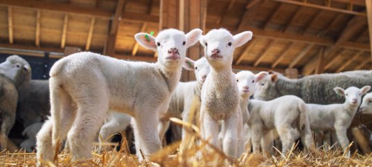 Тест по окружающему миру: Животноводство (3 класс)