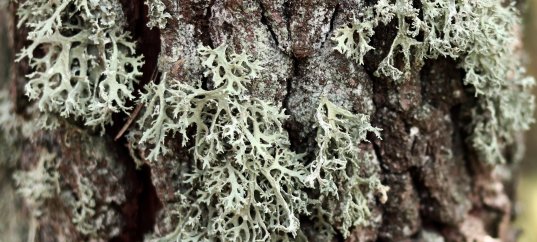 Тест по биологии: Лишайники — комплексные симбиотические организмы (5-6 класс)