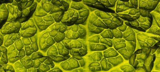 Тест по биологии: Строение мякоти листа (5-6 класс)