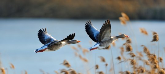 Тест по биологии: Миграции животных (5 класс)