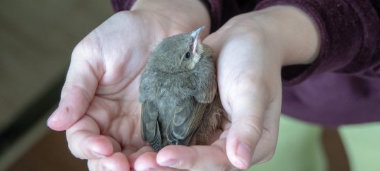 Тест по биологии: Охрана животного мира (5-6 класс)