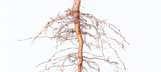 Тест по биологии: Размножение корневыми черенками (6 класс)