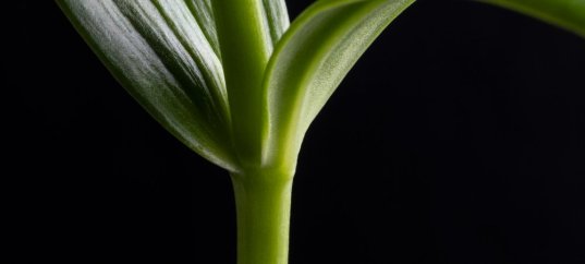 Тест по биологии: Функции стебля (6 класс)