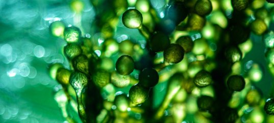 Тест по биологии: Роль водорослей в природе (5-6 класс)