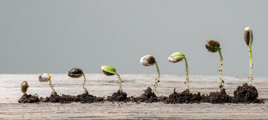 Тест по биологии: Строение семян (5-6 класс)