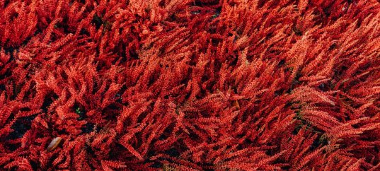 Тест по биологии: Красные водоросли (багрянки) (5-6 класс)