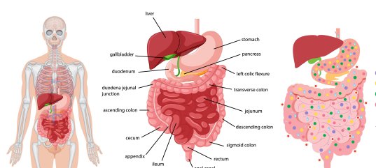 Викторина по физкультуре: Органы пищеварения (1-4 класс)