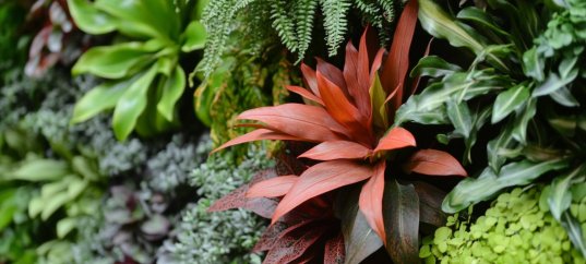 Тест по окружающему миру: Какие бывают растения (2 класс)