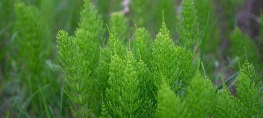 Тест по биологии: Характеристика высших споровых растений (5-6 класс)