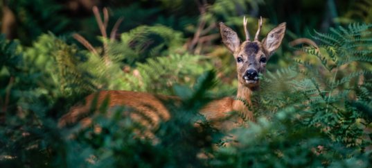 Тест по биологии: Животный мир природных зон суши (8 класс)