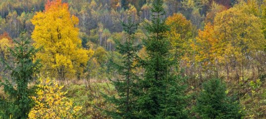 Тест по биологии: Смешанные и широколиственные леса (5 класс)