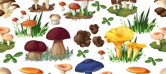 Тест по биологии: Многообразие грибов, их роль в природе и жизни человека (5-6 класс)