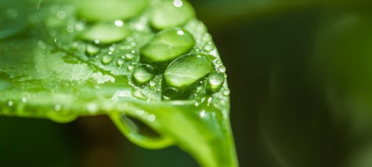 Тест по биологии: Влияние абиотических факторов на растения (7 класс)