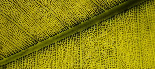 Тест по биологии: Строение кожицы листа (5-6 класс)