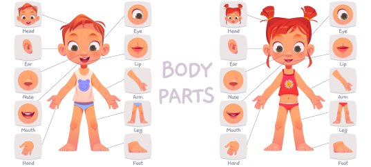 Тест по физкультуре: Основные части тела человека (1-4 класс)