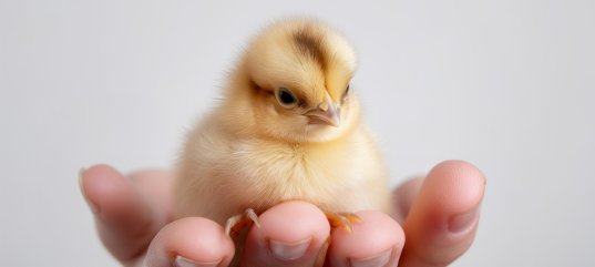 Тест по биологии: Рост и развитие — свойства живых организмов (5-6 класс)