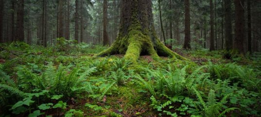 Тест по биологии: Приспособленность растений к жизни в сообществе (7 класс)